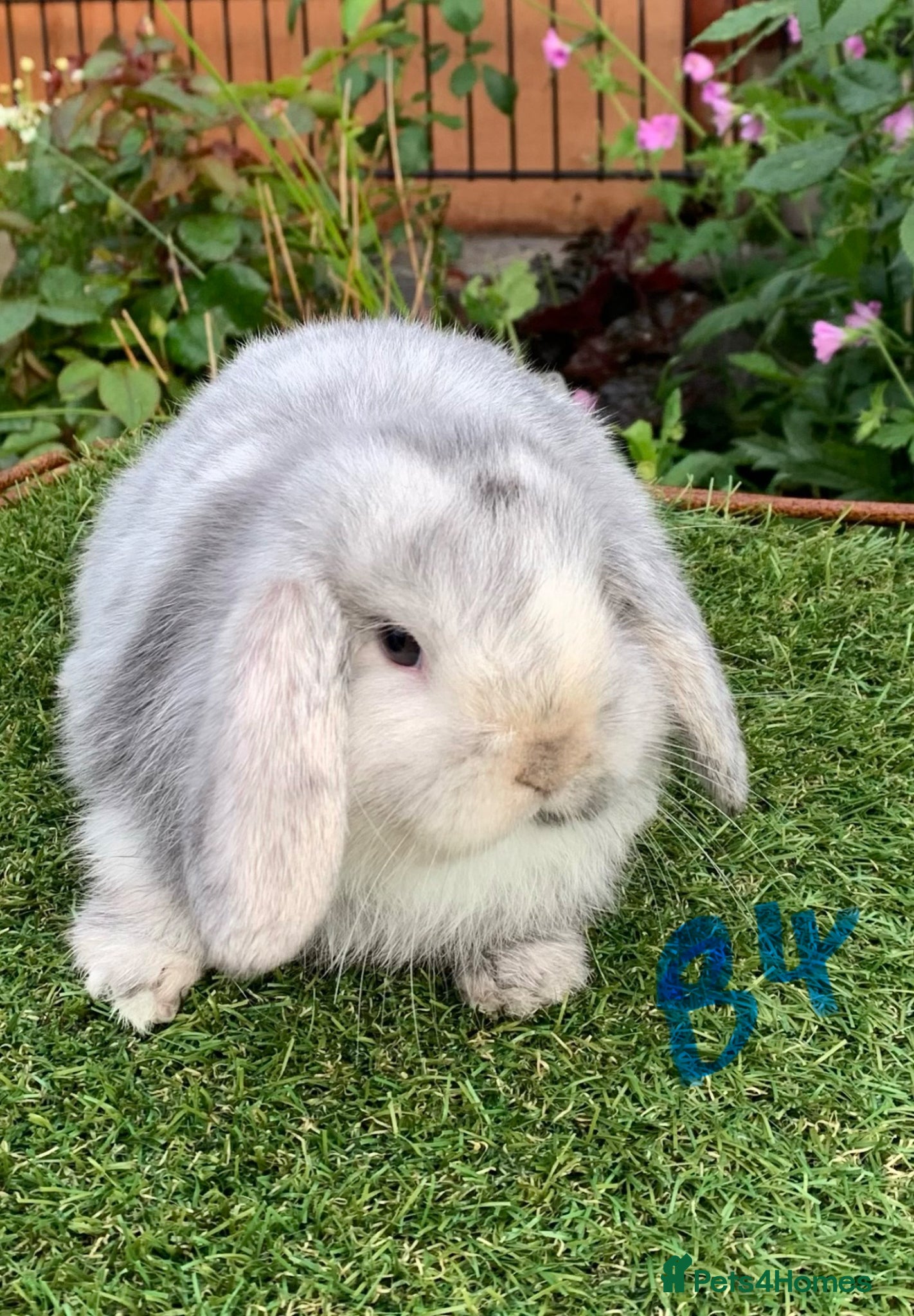 Mini Lop rabbits Pure bred mini lop baby  .  - Advert 1