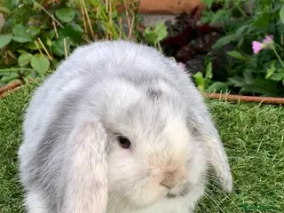 Mini Lop rabbits for sale: Pure bred mini lop baby . - Advert 2