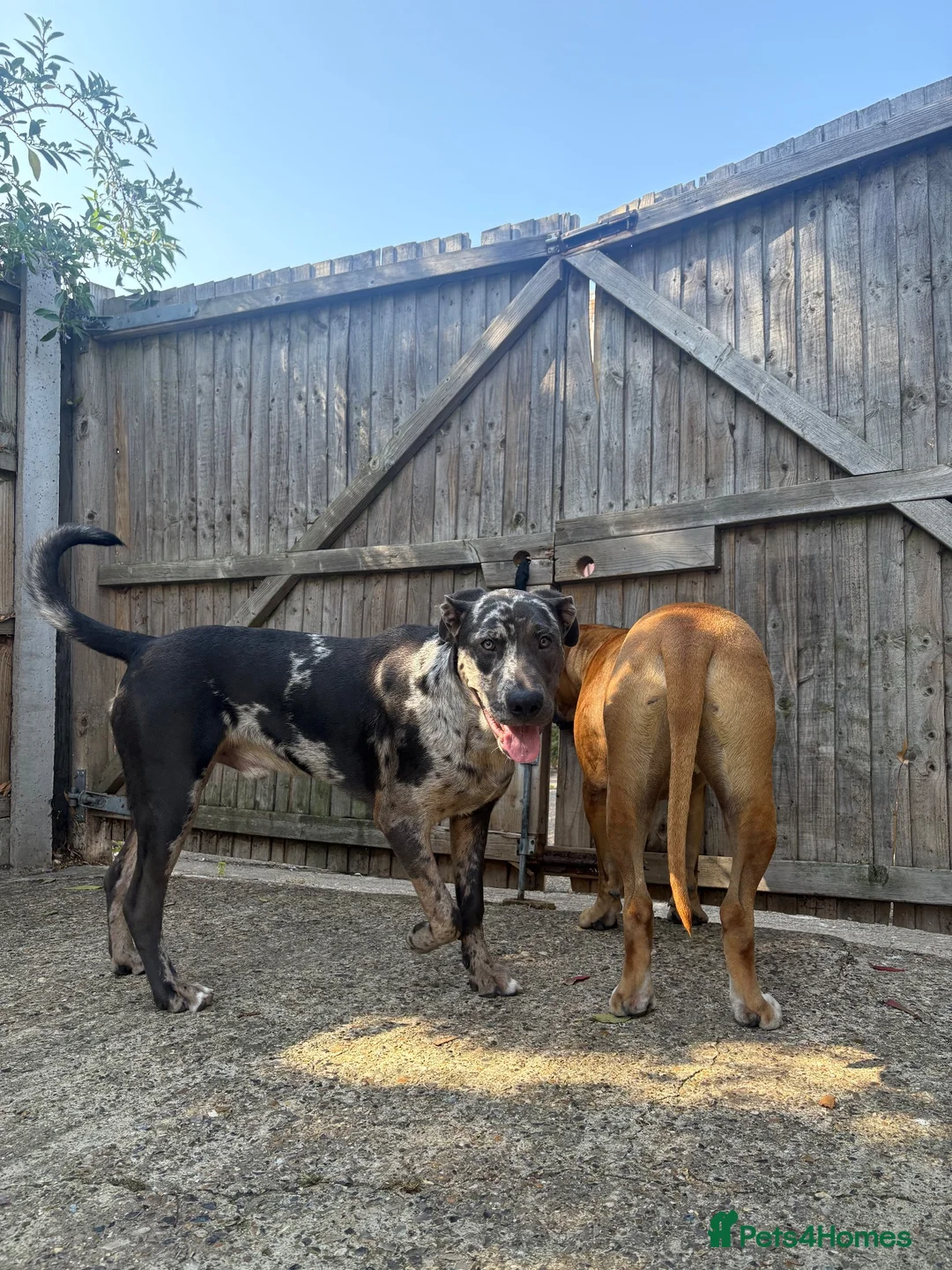 Mixed Breed dogs for sale: German shepherd cross puppy  in Herne Bay - Advert 2