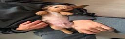 Miniature Dachshund dogs for sale: Beautiful rare miniature Daschunds. Pure 🧬  - Advert 9