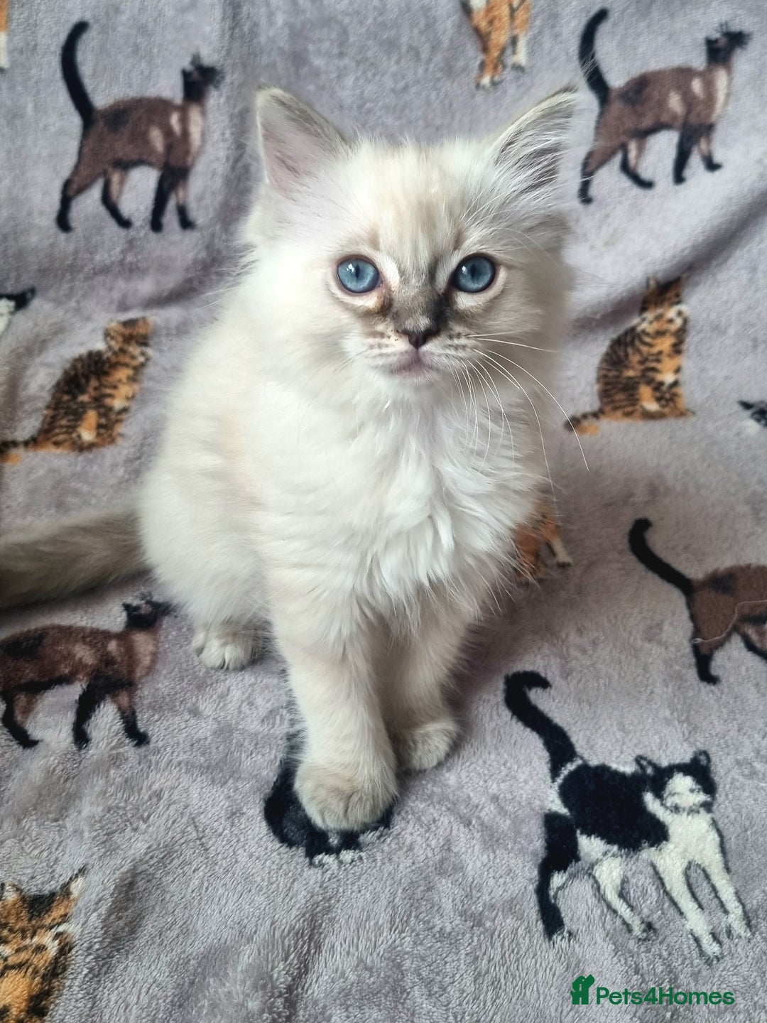 Ragdoll cats for sale: Ready Now Last Ragdoll Girl DNA tested  - Image 4