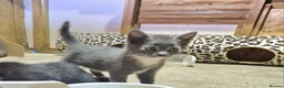 Mixed Breed cats for sale: Kittens, grey and white, black in Chelmsford - Advert 8