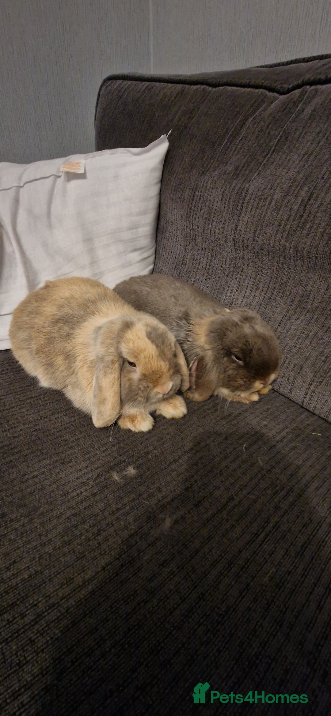 French Lop rabbits for sale: Male neutered French lop - Advert 2