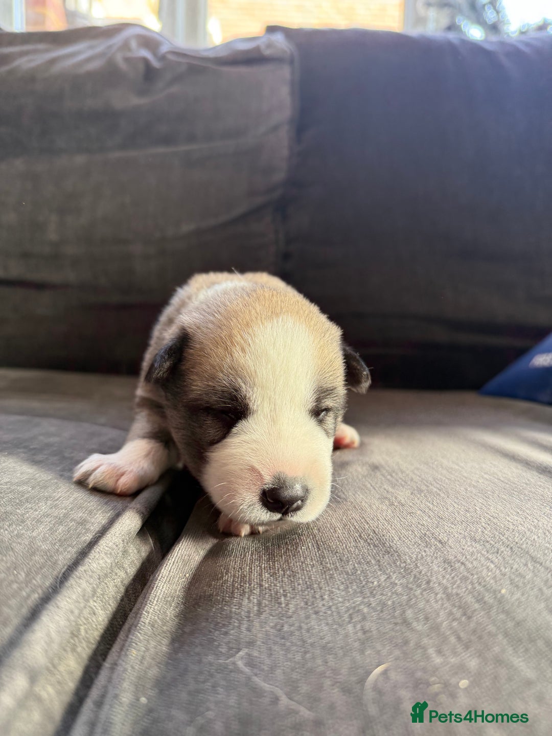 Siberian Husky dogs for sale: Husky puppies for sale - Image 4