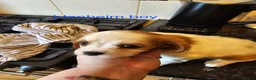 Cavalier King Charles Spaniel dogs for sale: Beautiful cavalier king Charles spaniel puppies  - Advert 22