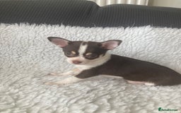 Chihuahua dogs for sale: ❤️ STUNNING KC QUALITY GIRL PUPPY ❤️  in Grimsby - Image 2