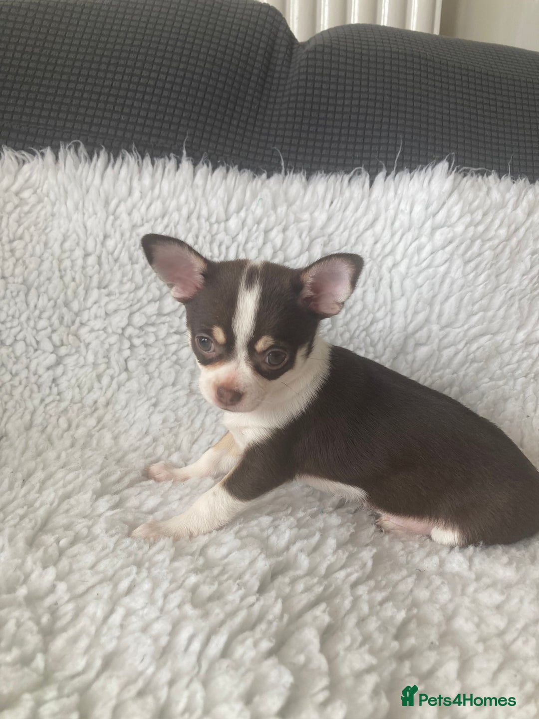 Chihuahua dogs for sale: ❤️ STUNNING KC QUALITY GIRL PUPPY ❤️  in Grimsby - Image 2