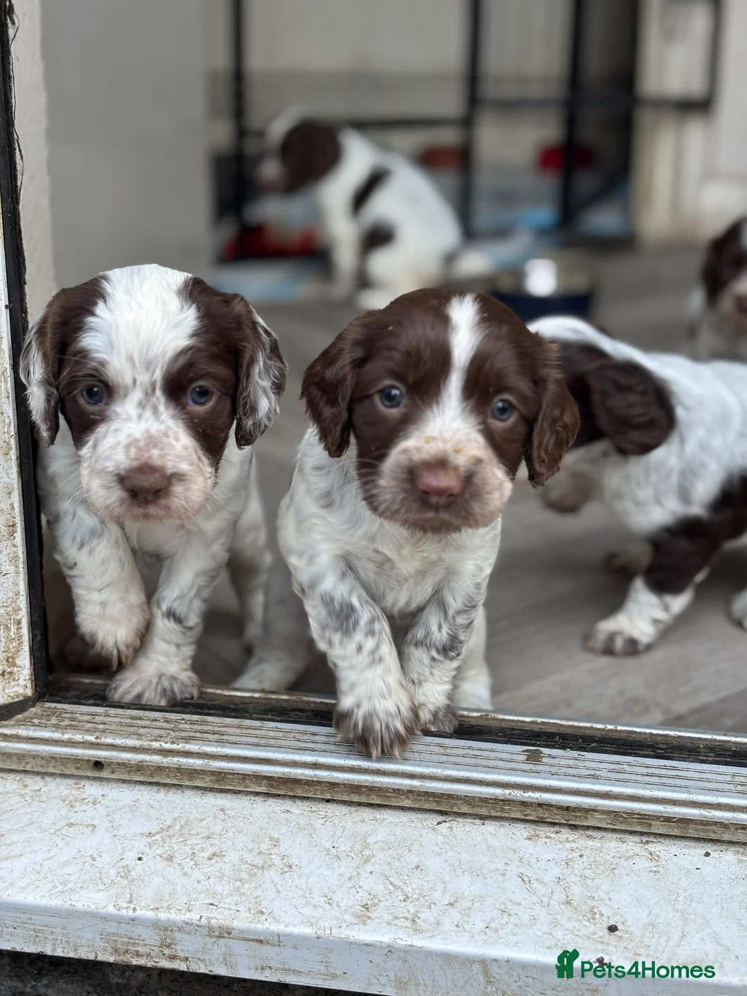Sprocker dogs for sale: Sprocker bitch puppies  - Advert 9