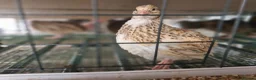Quail poultry for sale: Quail Chicks For Sale - Advert 6