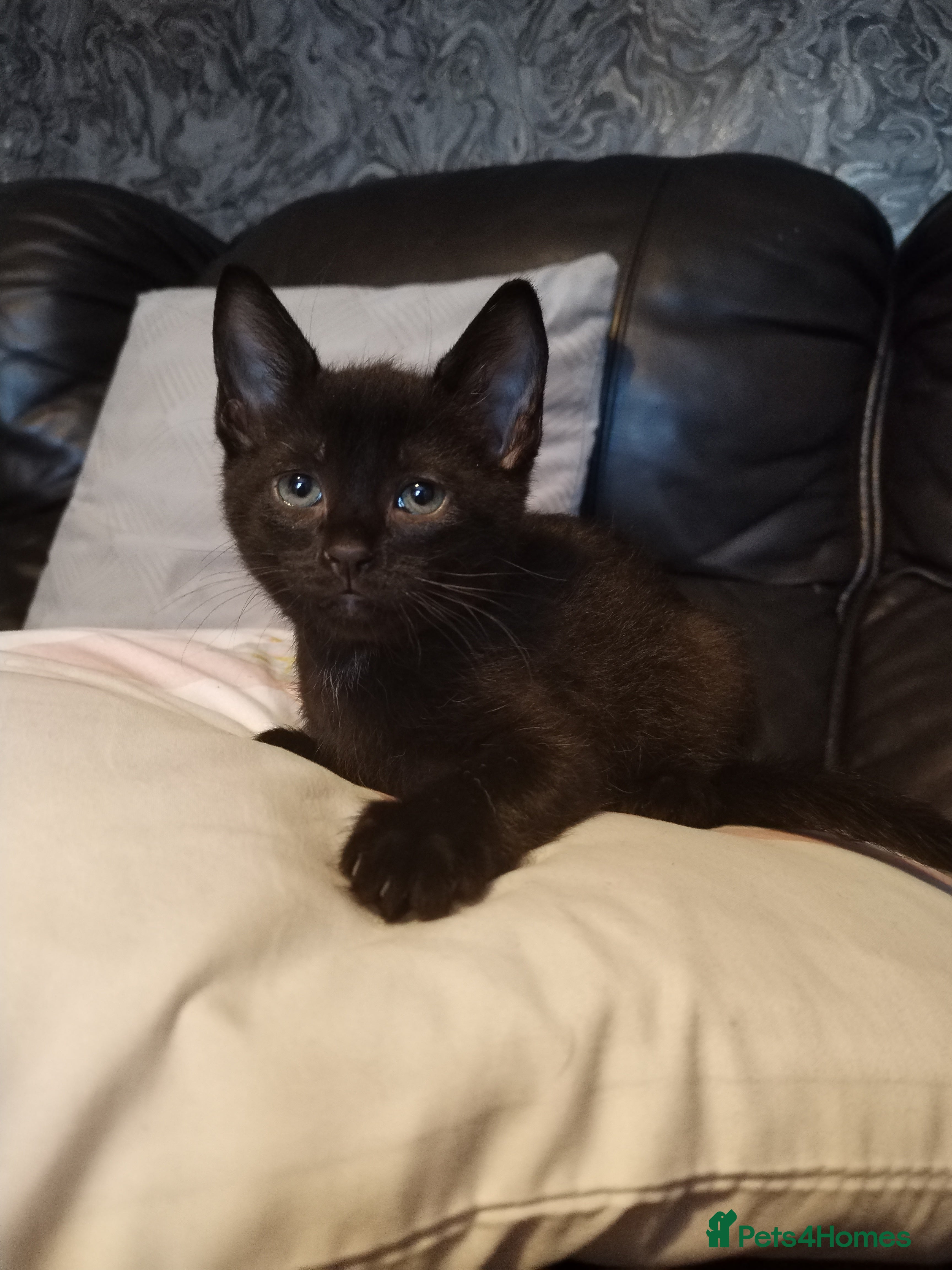 Mixed Breed cats Adorable Kittens Looking for Their Forever Homes - Advert 17