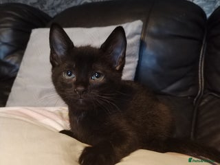 Mixed Breed cats Adorable Kittens Looking for Their Forever Homes - Advert 2