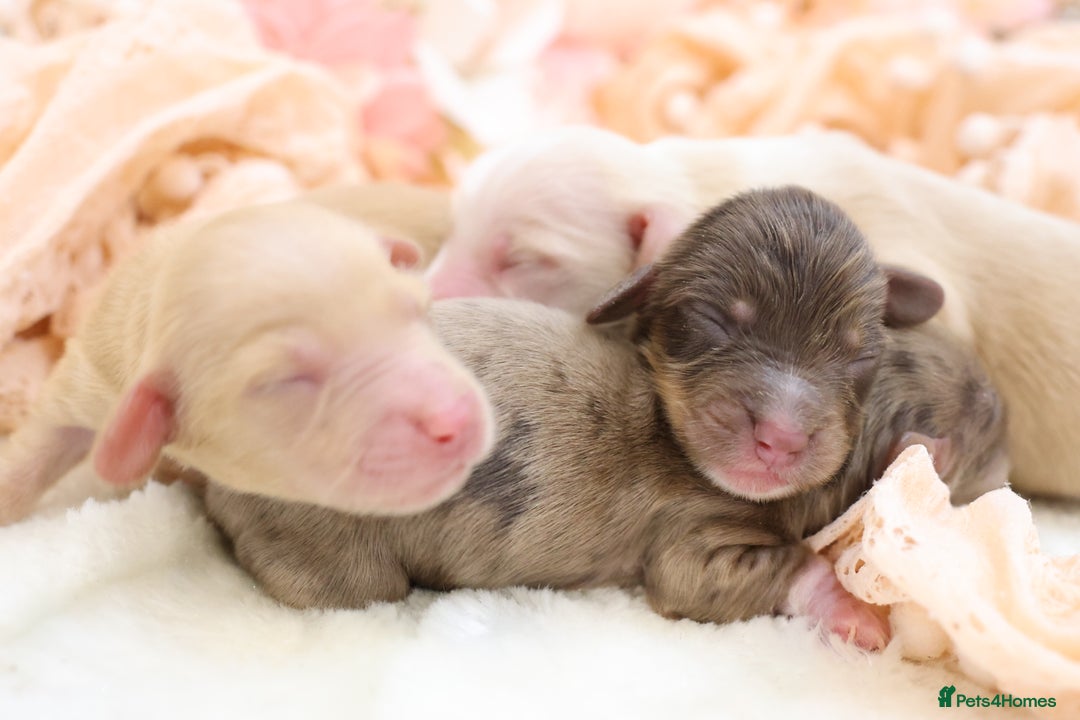 Miniature Dachshund dogs for sale: KC Longhair Miniature Dachshund Puppies - Advert 11