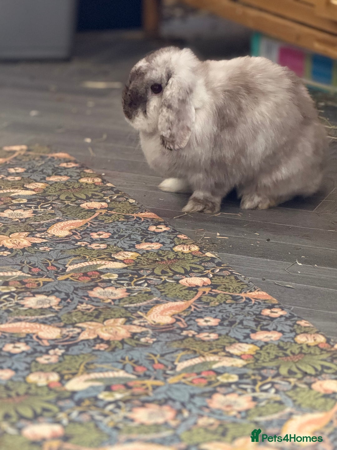 Mini Lop rabbits for sale: Chocolate magpie mini lop  - Advert 2