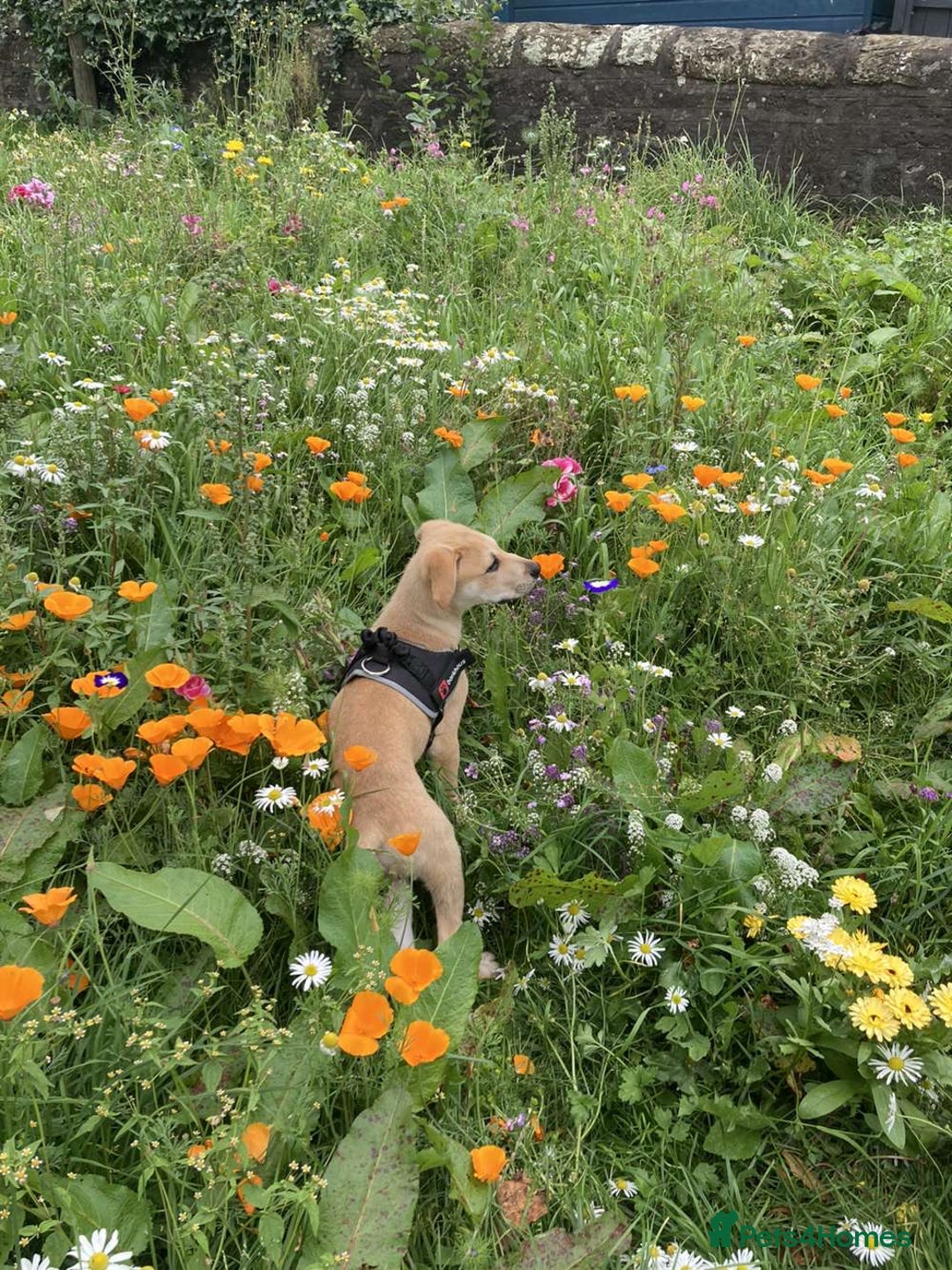 Mixed Breed dogs for sale: 2 y/o mastador/german shepherd  - Advert 13