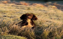 English Springer Spaniel dogs for sale: Springer spaniels for sale  - Image 7