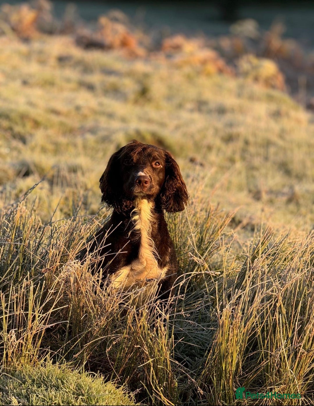 English Springer Spaniel dogs for sale: Springer spaniels for sale  - Image 7