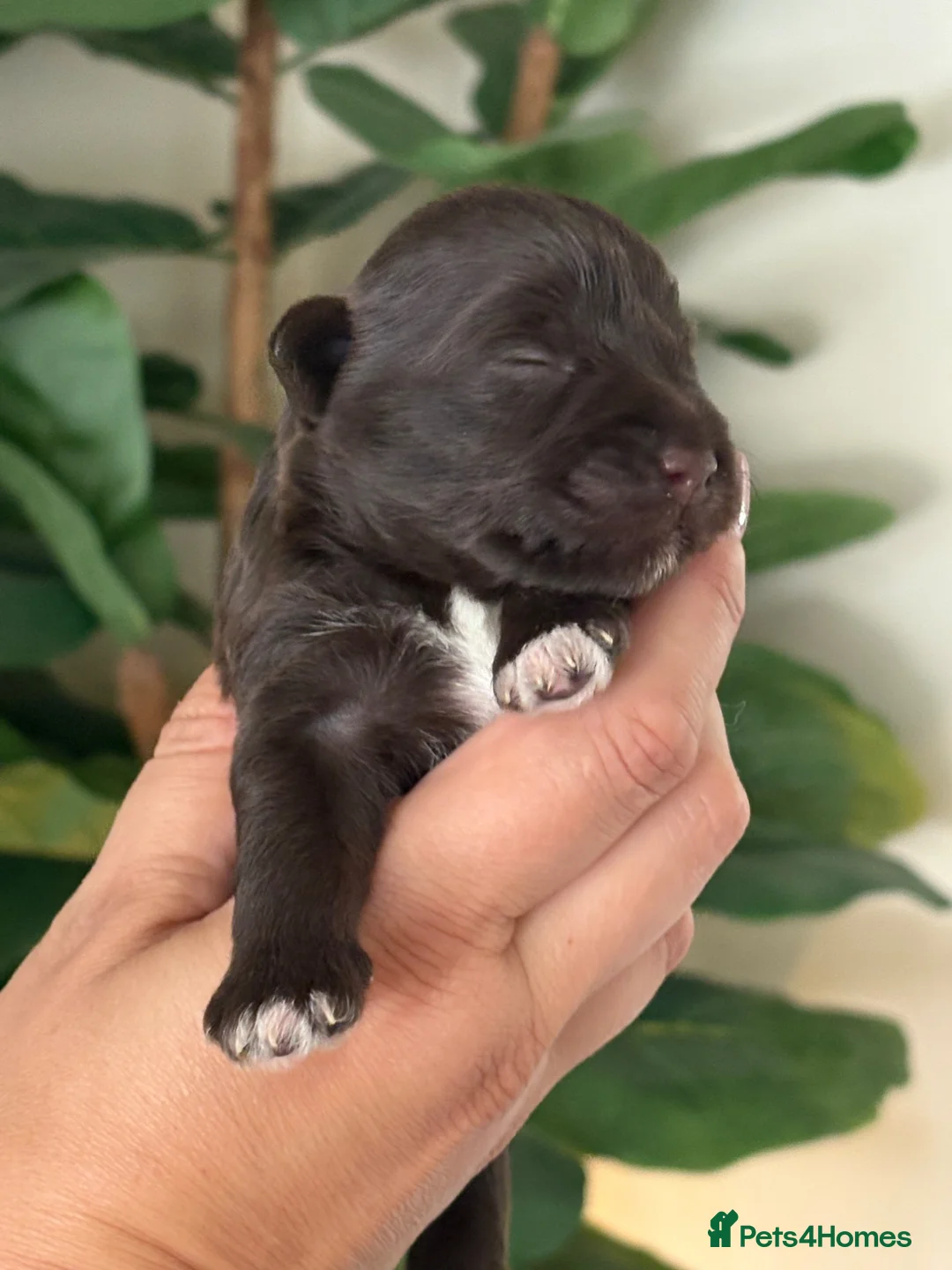 Miniature Schnauzer dogs for sale: Chocolate Wheaten Chocolate Parti Mini Schnauzers - Advert 19