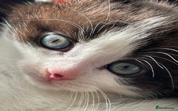 Mixed Breed cats for sale: 5 Beautiful kittens are available  - Image 9