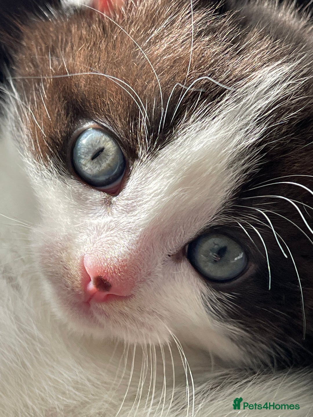 Mixed Breed cats for sale: 5 Beautiful kittens are available  - Image 9