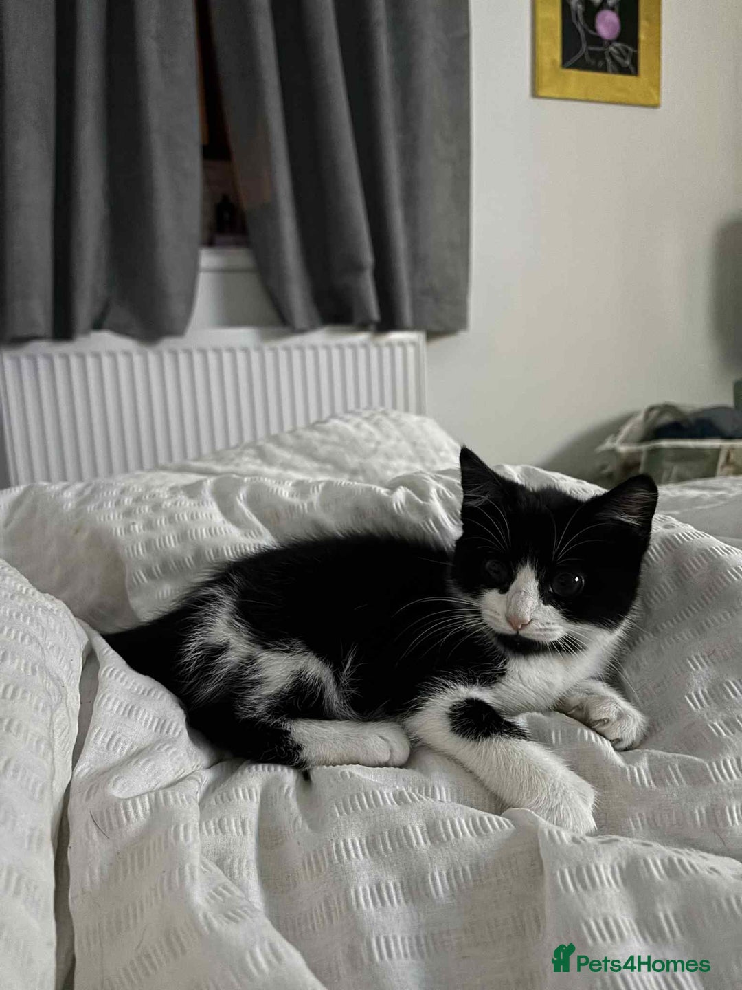 British Shorthair cats for sale: 7 month old tuxedo kitten for rehoming  - Image 8