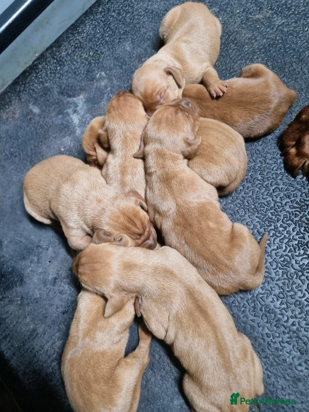 Hungarian Vizsla dogs for sale: Stunning KC Hungarian Vizsla Puppies  - Advert 6