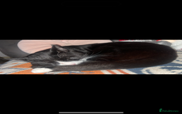 Domestic Shorthair cats for sale: 2 boys and 1 girl!  - Image 5