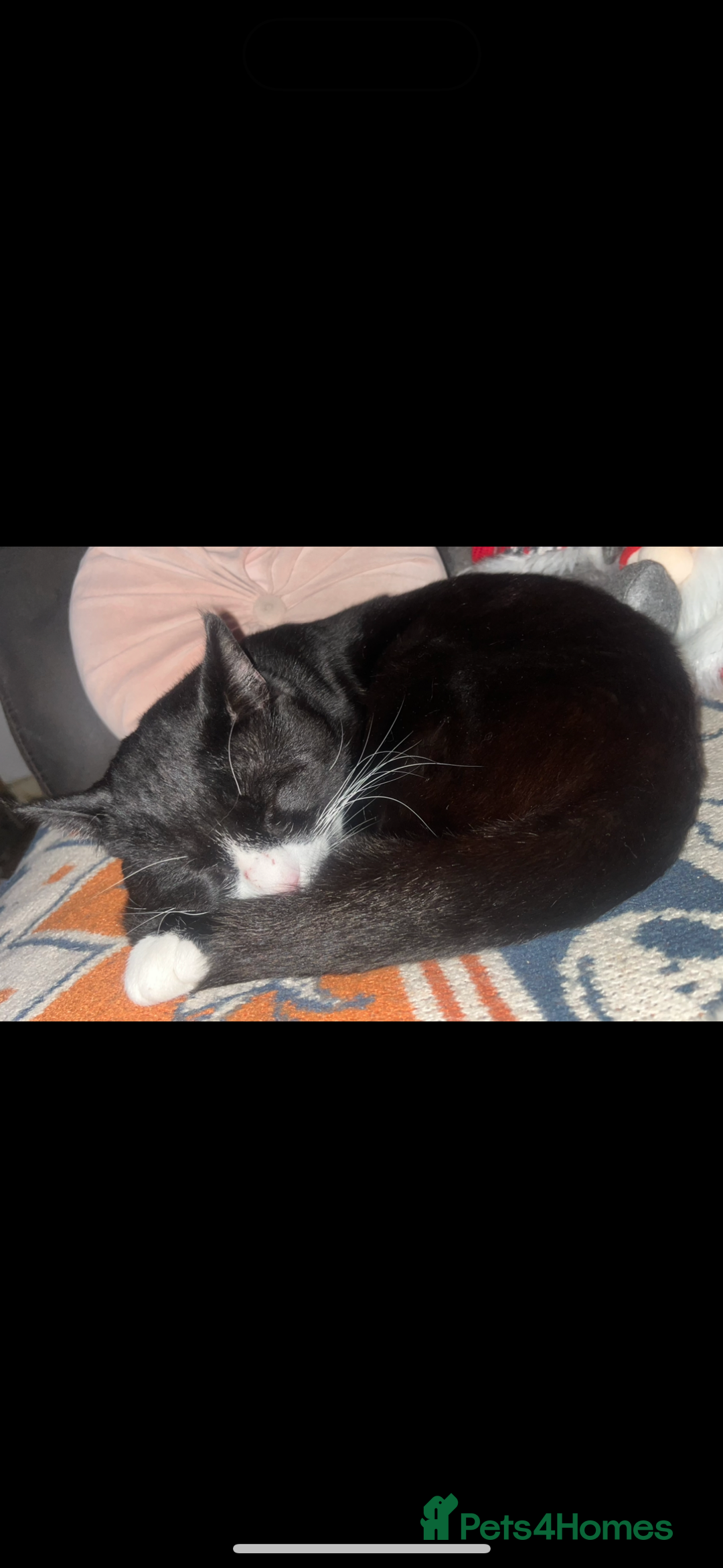 Domestic Shorthair cats for sale: 2 boys and 1 girl!  - Image 5