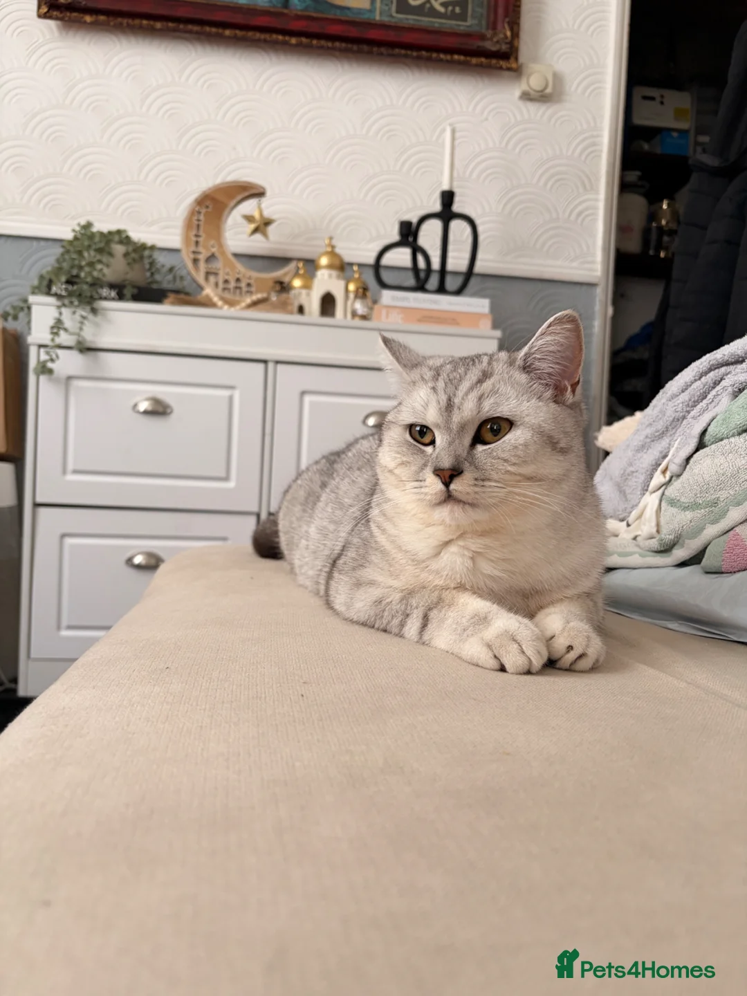 British Shorthair cats for sale: British short hair bloodline champion  - Advert 2