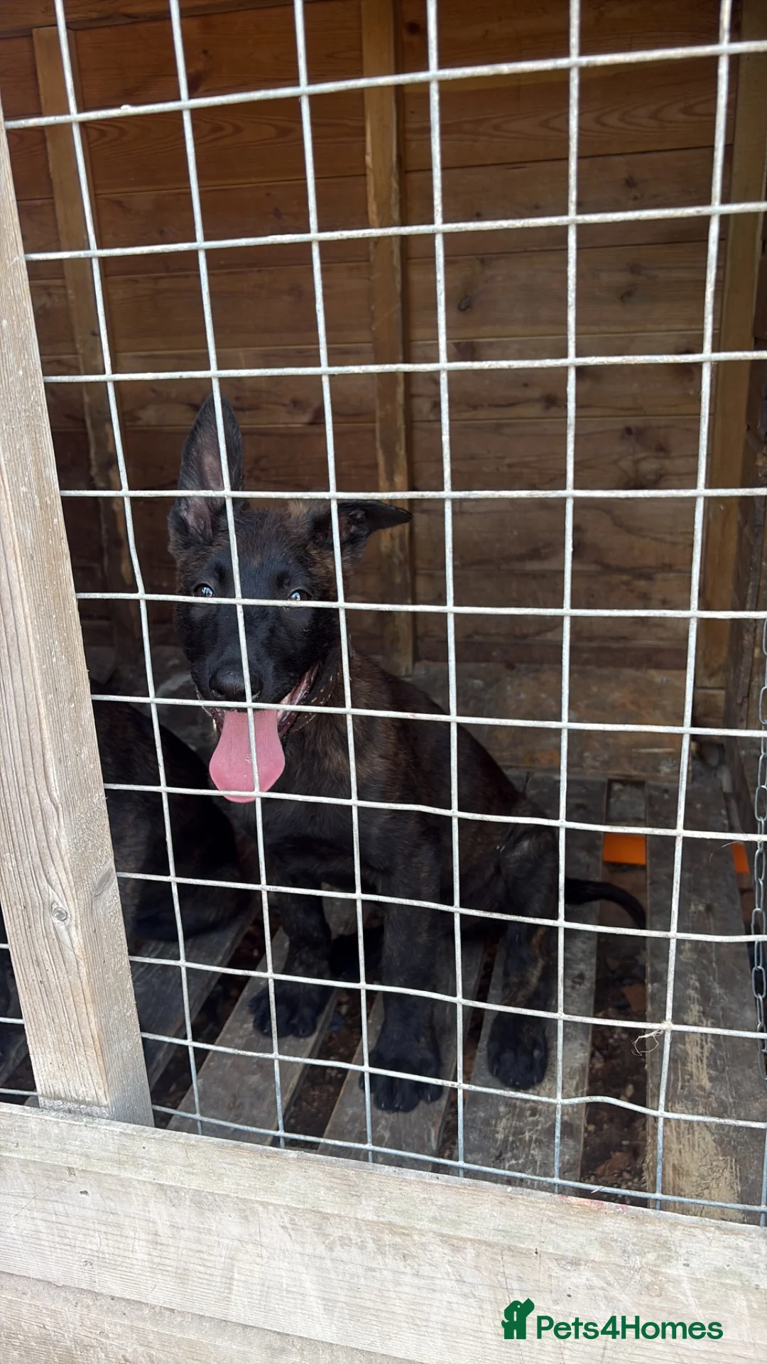Belgian Shepherd Dog dogs for sale: Chunky WORKING LINE BELGIAN MALINOIS PUPPYS - Advert 2