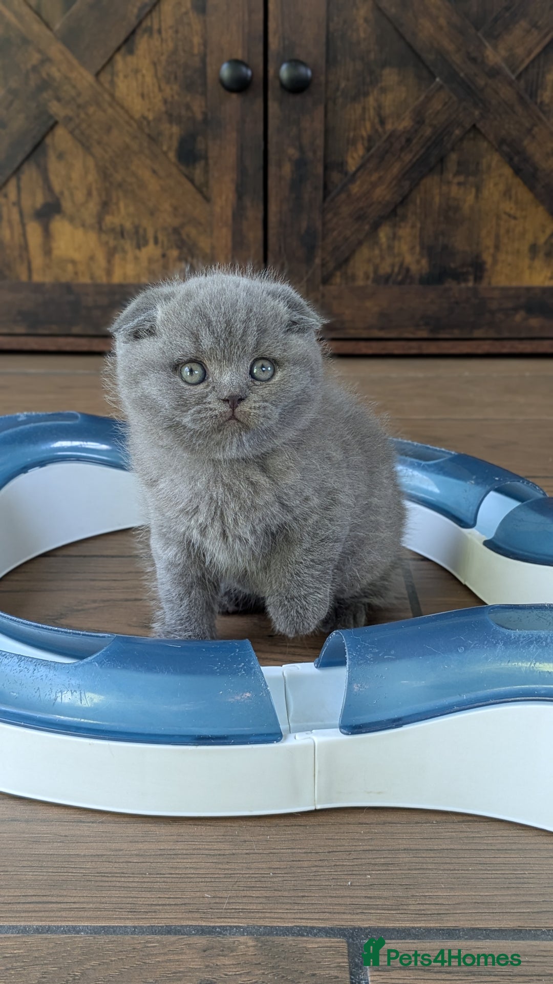 Scottish Fold cats for sale: TICA Reg, Pedigree Scottish Fold male kitten - Advert 6