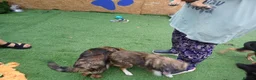 Mixed Breed dogs for adoption: 🐾🌸 MIA – A GENTLE GIRL WITH A BEAUTIFUL SOUL🌸🐾 - Advert 10