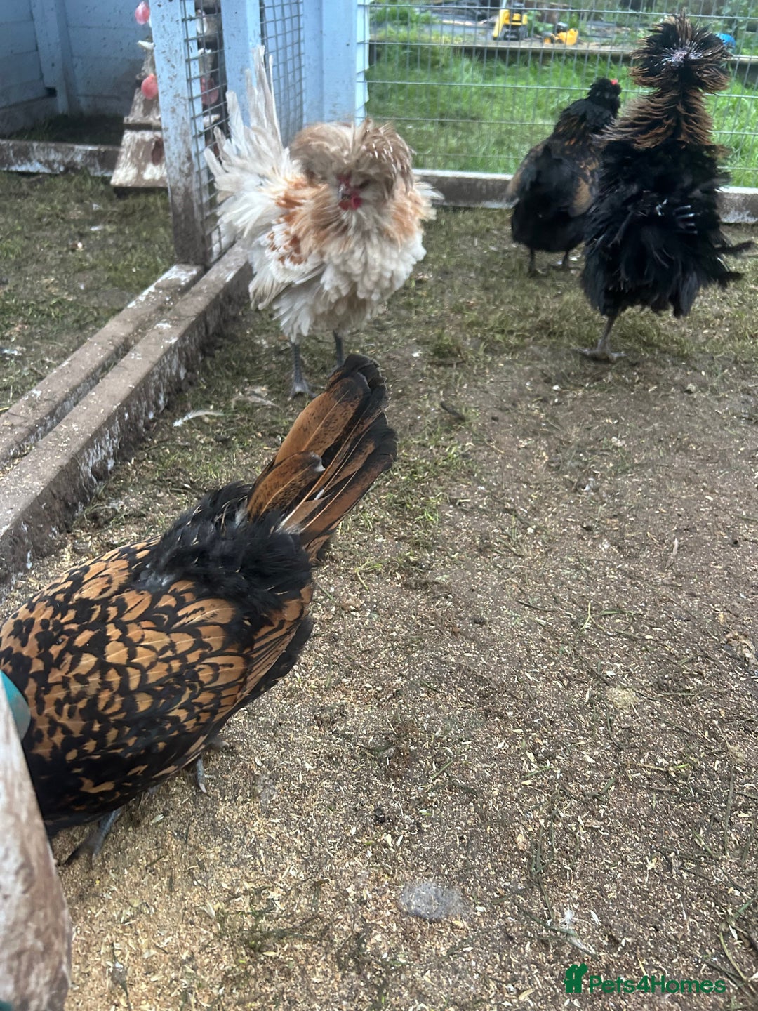 Chickens poultry for sale: Bantams for sale - Advert 1