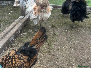 Chickens poultry Bantams for sale - Advert 1