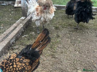 Chickens poultry Bantams for sale - Advert 11