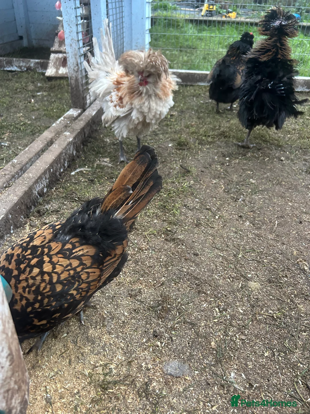 Chickens poultry for sale: Bantams for sale - Advert 1