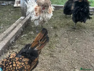 Chickens poultry Bantams for sale - Advert 5