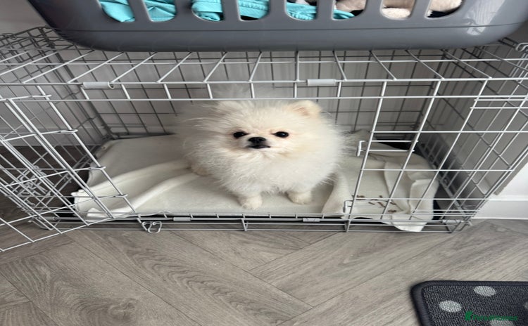 Pomeranian dogs - Advert 1