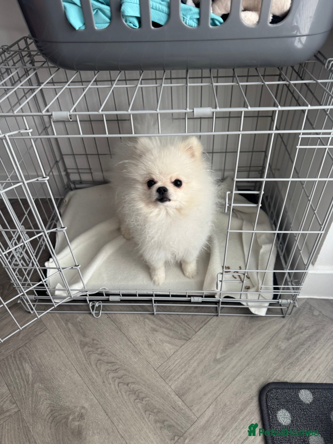 Pomeranian dogs for sale: Male 9 Month Old Miniature Pomeranian  - Image 1