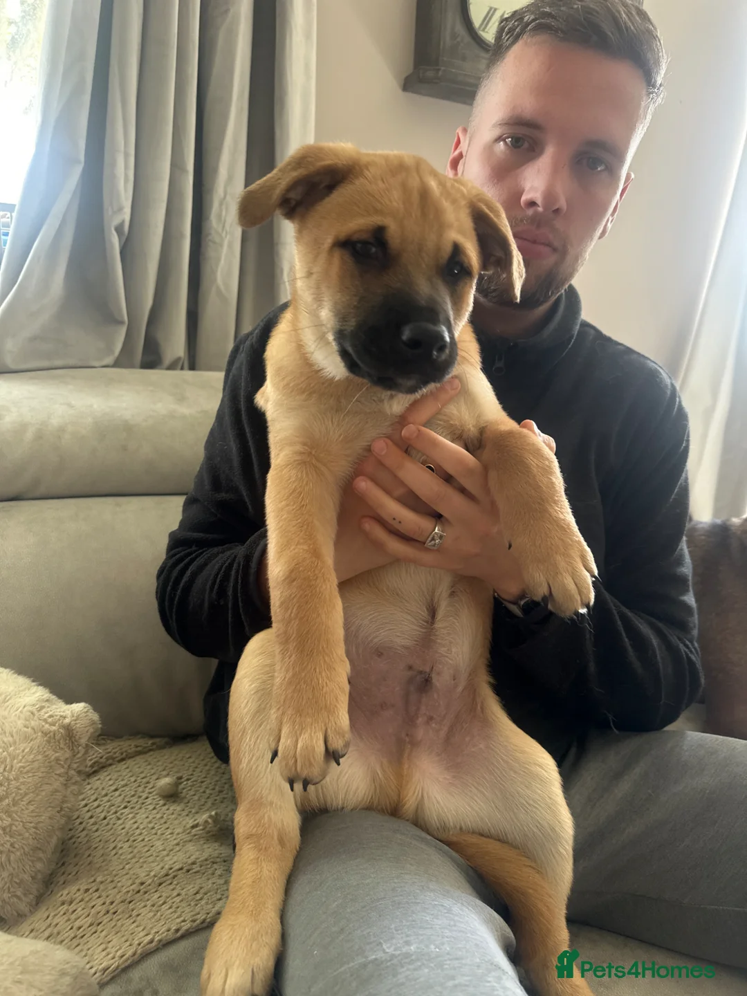 Mixed Breed dogs for sale: American Akita x Rhodesian Ridgeback - Advert 3