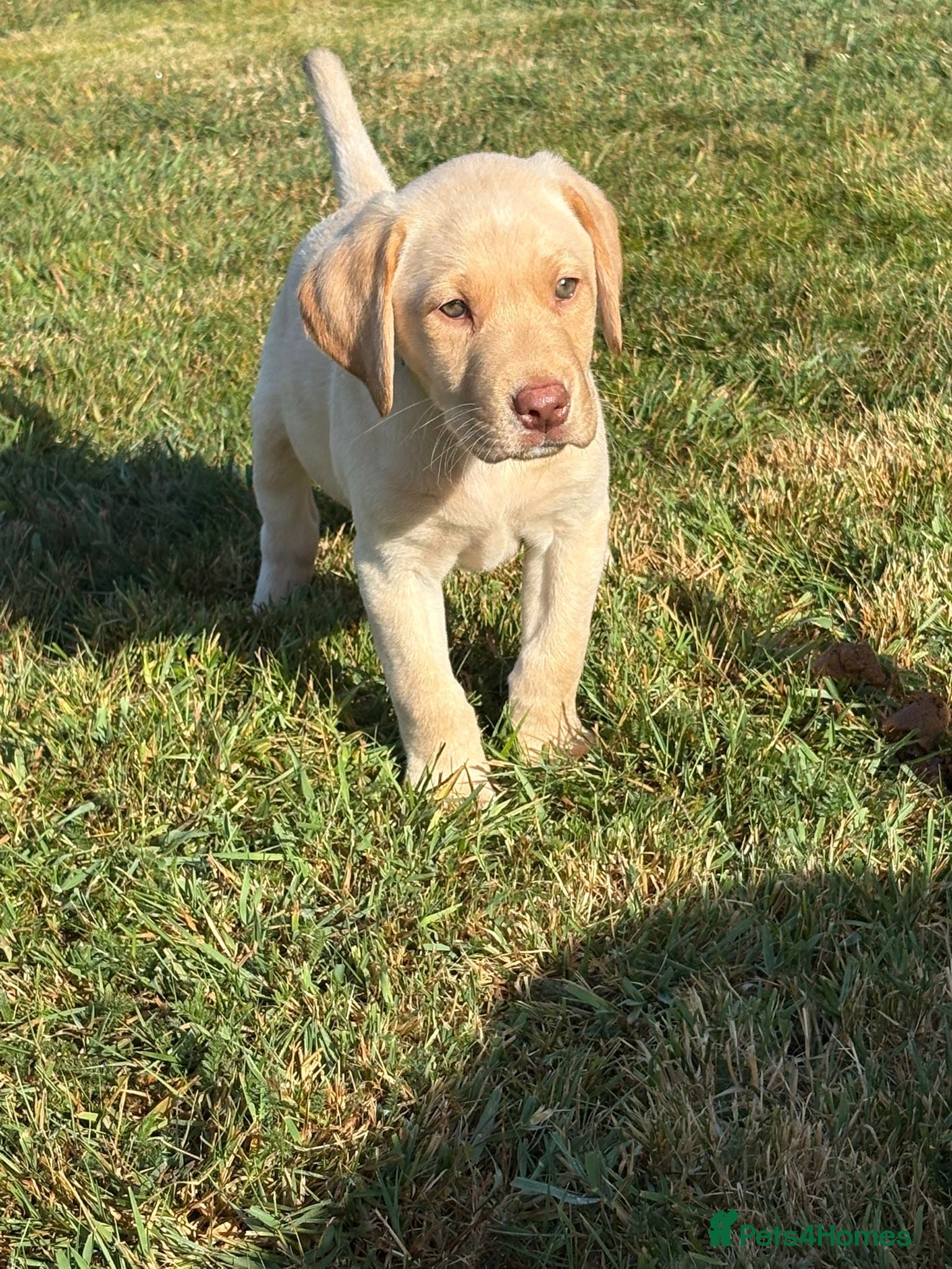 Labrador Retriever dogs Beautiful KC Registered Male Labrador  - Advert 1