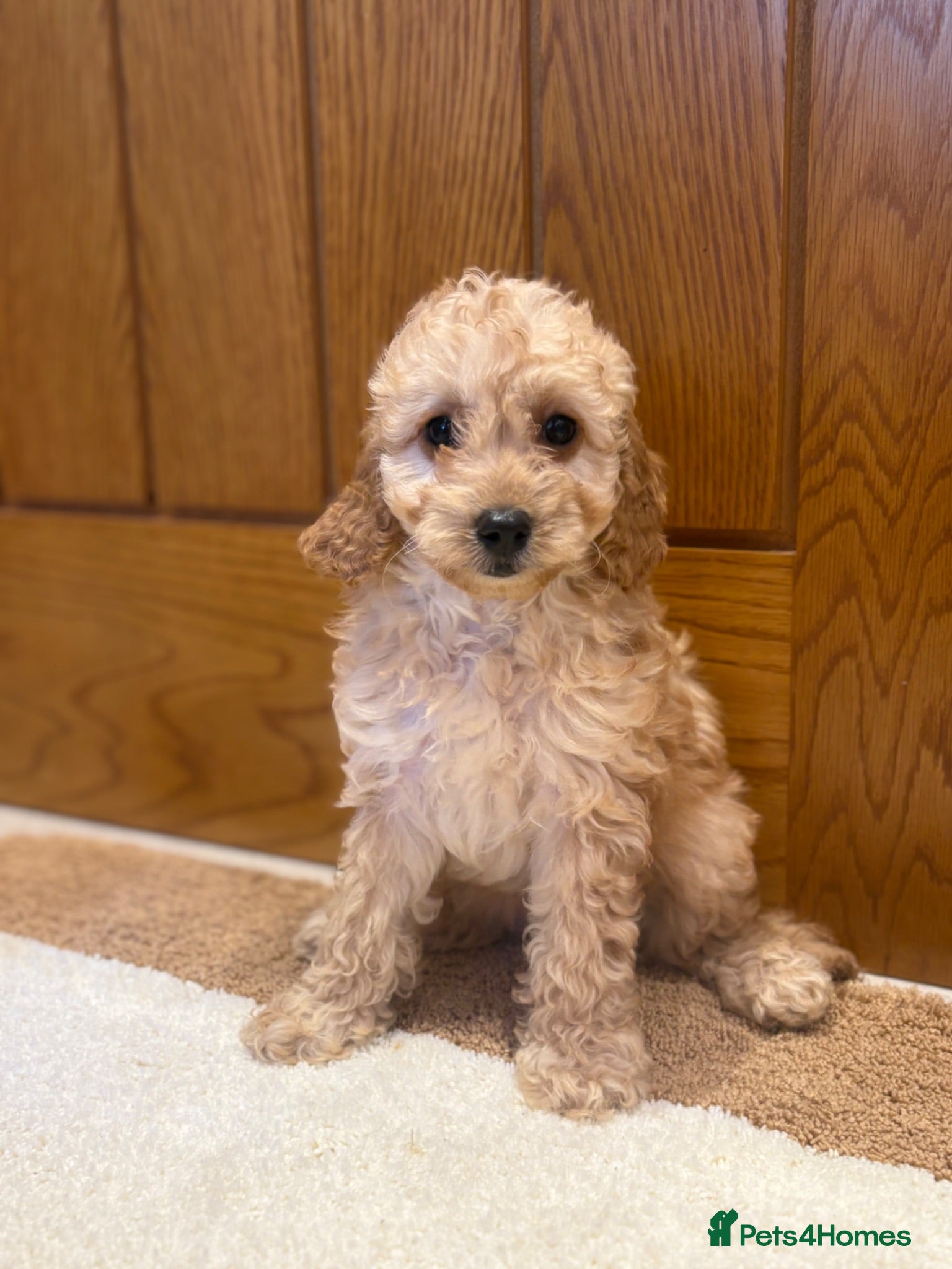 Cavapoo dogs Extensively health tested red Cavapoo babies - Advert 2