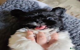 Shih Tzu dogs for sale: Shih Tzu puppies 1 boy available Redy Now!!! - Image 19