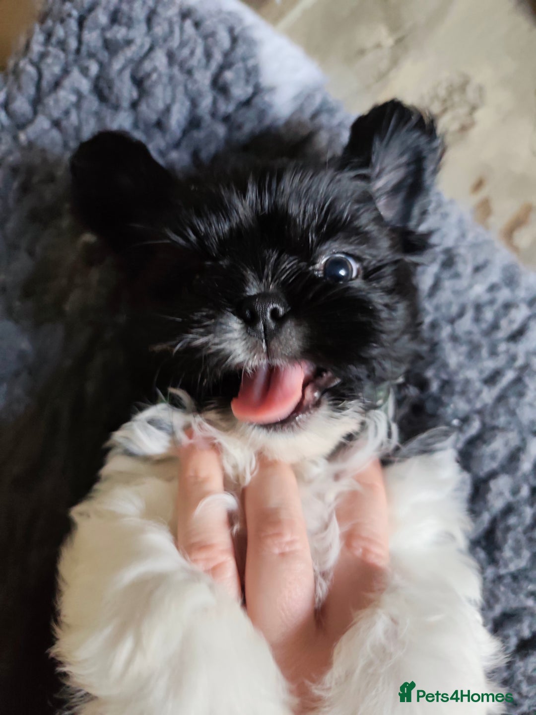 Shih Tzu dogs for sale: Shih Tzu puppies 1 boy available Redy Now!!! - Image 19