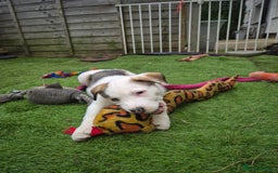 Mixed Breed dogs for sale: Husky mix puppies. Ready to leave! - Image 30