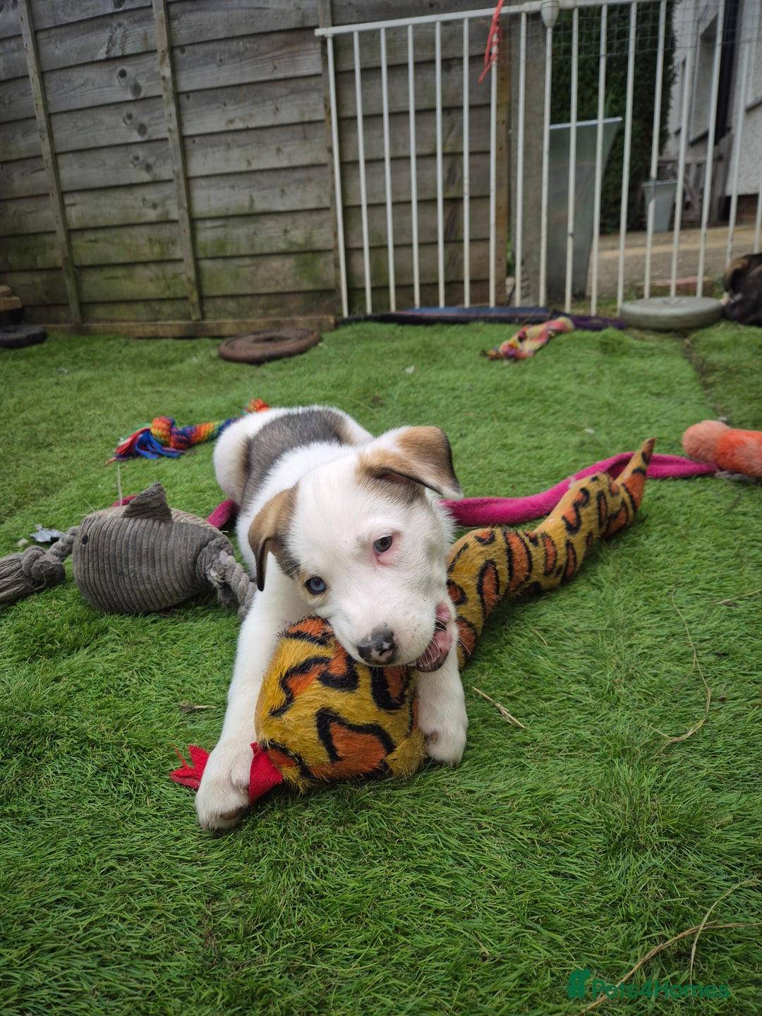 Mixed Breed dogs for sale: Husky mix puppies. Ready to leave! - Image 30