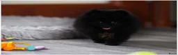 Pomeranian dogs for sale: 🐾 Beautiful Pomeranian Puppies RKC DNA ❤️ in Manchester - Advert 5