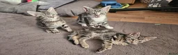 Mixed Breed cats for sale: three adorable tabby kittens - Advert 5