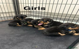 Rottweiler dogs for sale: Rottweiler puppies For sale  - Image 20