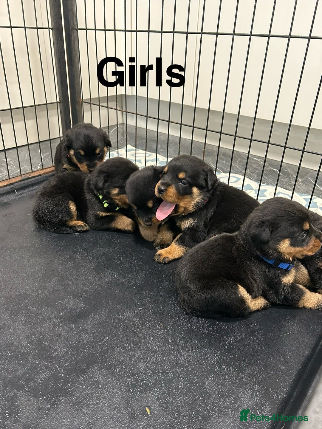 Rottweiler dogs for sale: Rottweiler puppies For sale  - Image 20