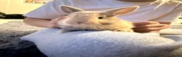 Mixed Breed rabbits for sale: Baby bunnies - Advert 5